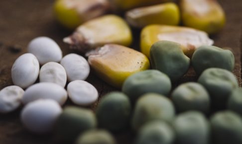 野菜の種