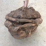 生子の発生